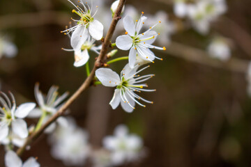 Springtime branch with white blooming fruit tree flowers