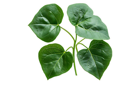 Tinospora Cordifolia is on Transparent Background, PNG Image.
