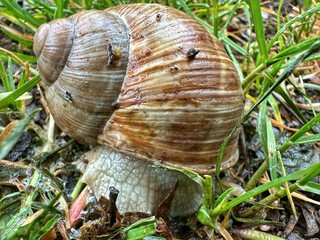 Escargot de bourgogne 