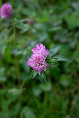 Fototapeta premium Clover (Trifolium pratense) grows in the meadow among the grasses