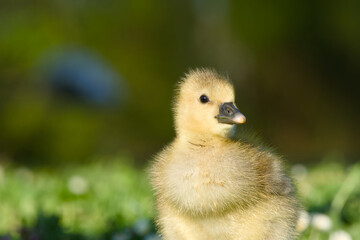 close-up portrait of gosling of greylag goose