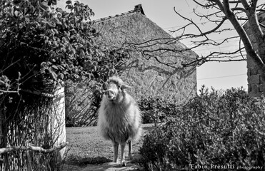 La pecora dello stazzo