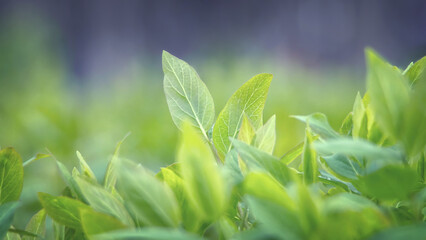 Spring riot of leafy greenery, awakening of nature on a blurred natural background
