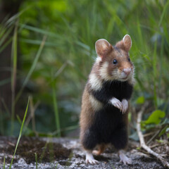 Ein Feldhamster (Cricetus cricetus) steht aufrecht und blickt mit scharfem Blick in die Ferne. Die...