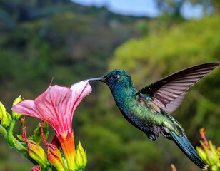 Fototapeta premium A vibrant hummingbird with iridescent green feathers hovers mid-air while feeding from a blooming pink flower, surrounded by lush greenery and a clear blue sky.