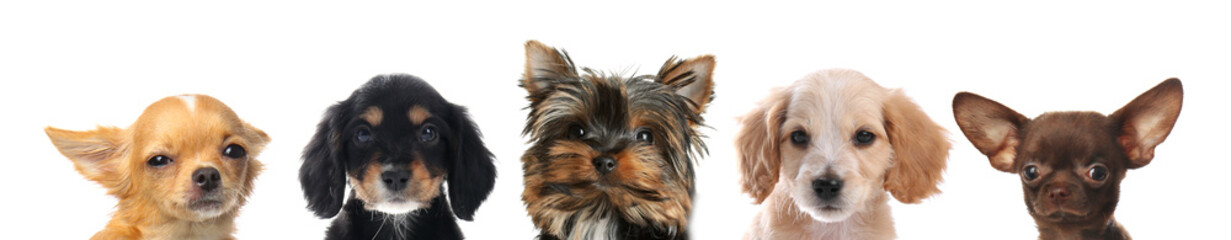 Adorable dogs peeking out against white background