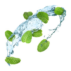 Mint leaves and splashes of water in air on white background