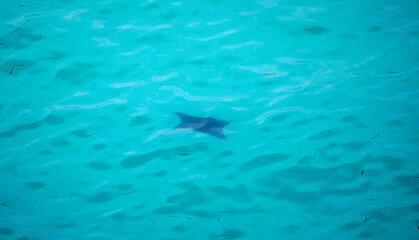 Fototapeta premium aerial view of a reef shark on the Maledives