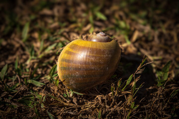 Large land snail in wettlands, Brazil.