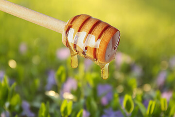 Honey dripping from dipper in field with blooming flowers, closeup