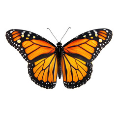 Fototapeta premium Monarch Butterfly with Open Wings – On Transparent Background