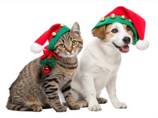cute cat and dog wearing christmas hats isolated on white background, PNG