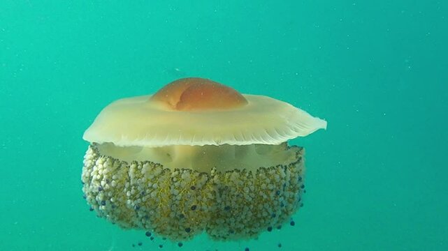 mediterranean jellyfish . jellyfish in Mediterranean, Yellow and orange Jellyfish dansing in the dark blue ocean water, Fried Egg Jellyfish, dancing jellyfish in the depths of the sea.