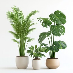 Fototapeta premium Three potted plants including palm and monstera against a white backdrop