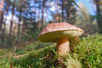 A single Boletus mushroom standing tall amidst forest leaves and branches, Poland.