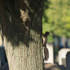 Ein quirliges Eichhörnchen klettert seitlich an einem Baumstamm entlang und trägt eine Nuss im Maul. Die Szene wirkt lebendig und authentisch – das Tier zeigt seine natürliche Verhaltensweise bei der 