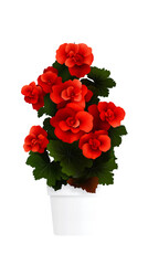 Obraz premium Begonia blooms brightly in a white pot, standing out against a stark black backdrop.