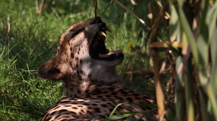 African cheetah portrait in a zoo