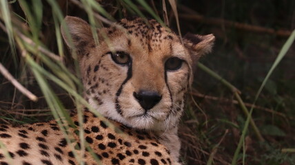 African cheetah portrait in a zoo