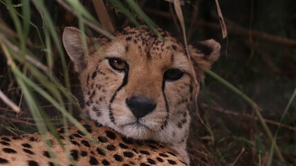 African cheetah portrait in a zoo