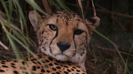 African cheetah portrait in a zoo