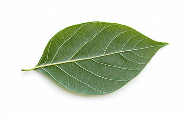 Obraz premium Bodhi Leaf with Symbolic Veins Isolated On White Background.