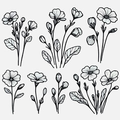 Set of outline primula, doodle floral. Hand drawn spring Botanical drawing. Detailed line art illustration. Simple Stylized Art, primrose flowers. Elegant Black and White blossom.