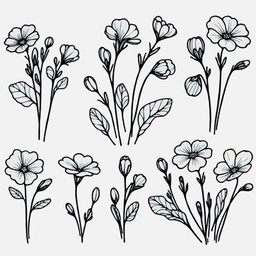 Set of outline primula, doodle floral. Hand drawn spring Botanical drawing. Detailed line art illustration. Simple Stylized Art, primrose flowers. Elegant Black and White blossom.