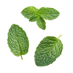 Fresh mint leaves isolated on a transparent background for culinary and herbal use in kitchens or gardens, Fresh mint leaves isolated
