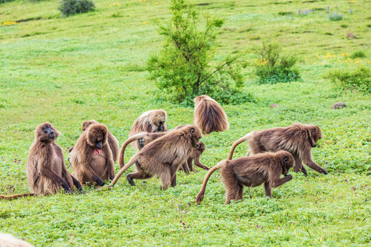 Ethiopia. North Gondar. Simien Mountains National Park. A troop of Gelada baboons.