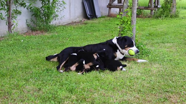 Appenzeller Senner dog nursing her puppies, high definition clip