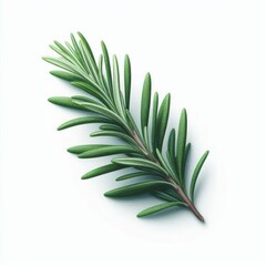 Fototapeta premium A close-up of a fresh rosemary sprig, emphasizing its vibrant green leaves. Ideal for culinary, health, or herbal product promotions.