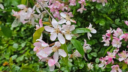 Pink apple blossom on tree with green nature background. Captured with selective focus.