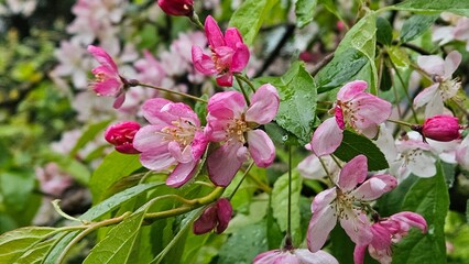 Pink apple blossom on tree with green nature background. Captured with selective focus.