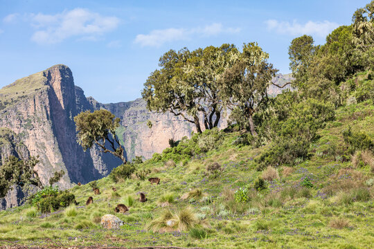 Ethiopia. Amhara. North Gondar. Group of Gelada baboons in the Ethiopian highlands.