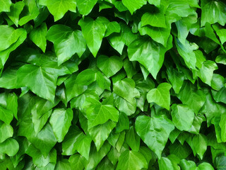 Common ivy leaf wall background (Hedera helix)