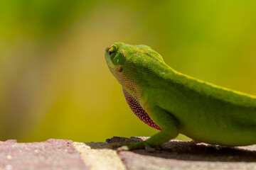 Green anole ( Anolis carolinensis) , knows as  Carolina anole, Carolina green anole, etc.  United States and sometimes referred to as the American chameleon.