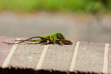 Green anole ( Anolis carolinensis) during mating, knows as  Carolina anole, Carolina green anole, etc.  United States and sometimes referred to as the American chameleon.