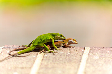 Green anole ( Anolis carolinensis) during mating, knows as  Carolina anole, Carolina green anole, etc.  United States and sometimes referred to as the American chameleon.