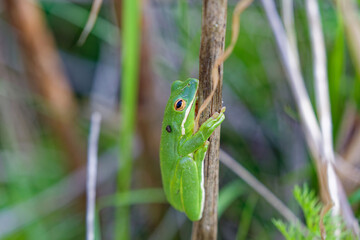 The American green tree frog (Dryophytes cinereus or Hyla cinerea) Commonly found in the central and southeastern United States, the frog lives in open canopy forests with permanent water sources 