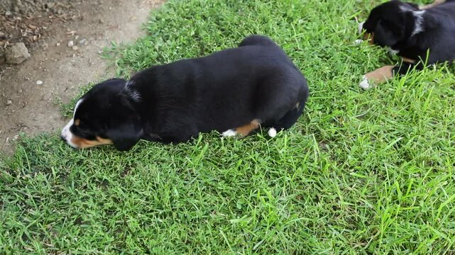 Tired Appenzeller Senner dog puppies 