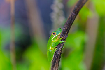 The American green tree frog (Dryophytes cinereus or Hyla cinerea) Commonly found in the central and southeastern United States, the frog lives in open canopy forests with permanent water sources 