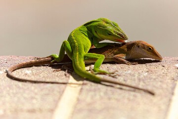 Green anole ( Anolis carolinensis) during mating, knows as  Carolina anole, Carolina green anole,...