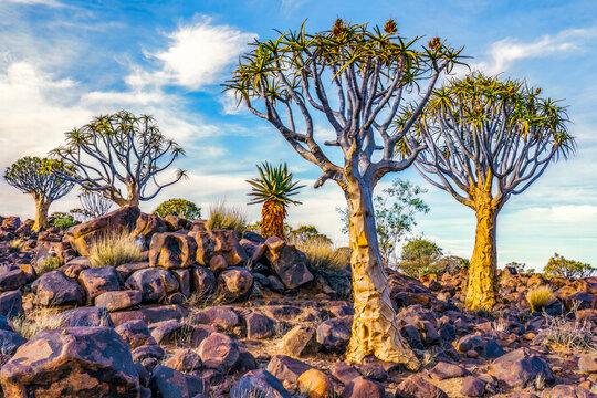 Quiver Tree Forest, Namibia, Africa. Landscape view of aloe growing in a small forest.