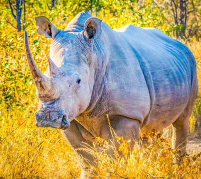 Etosha NP, Namibia, Africa.  Black Rhinoceros, an aggressive animal which thrives in Etosha NP