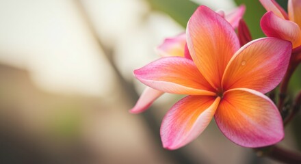 Fototapeta premium Exotic plumeria flower bathed in soft golden rays with delicate background.