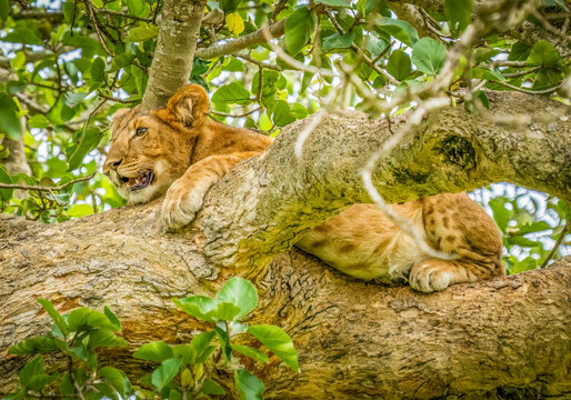 Queen Elizabeth National Park, Uganda. Close-up young lion cub resting in the branches of a tree.