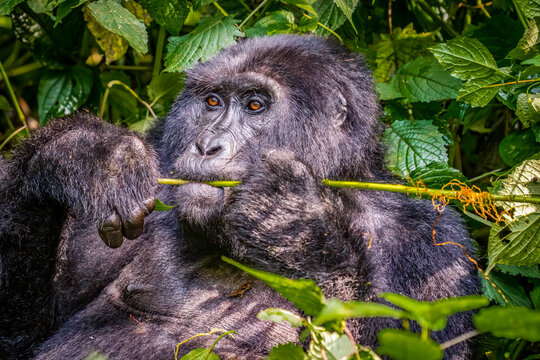 Bwindi Forest, Uganda. the Silverback, alpha male leader of group of endangered Mountain Gorillas.
