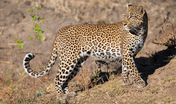 Zambia, South Luangwa National Park. Female leopard.