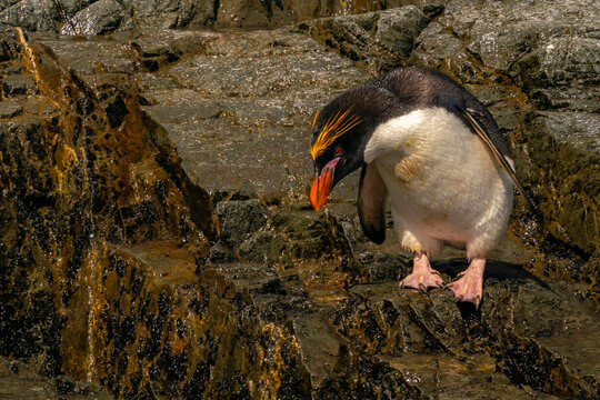 Antarctica, South Georgia. Close-up of macaroni penguin.